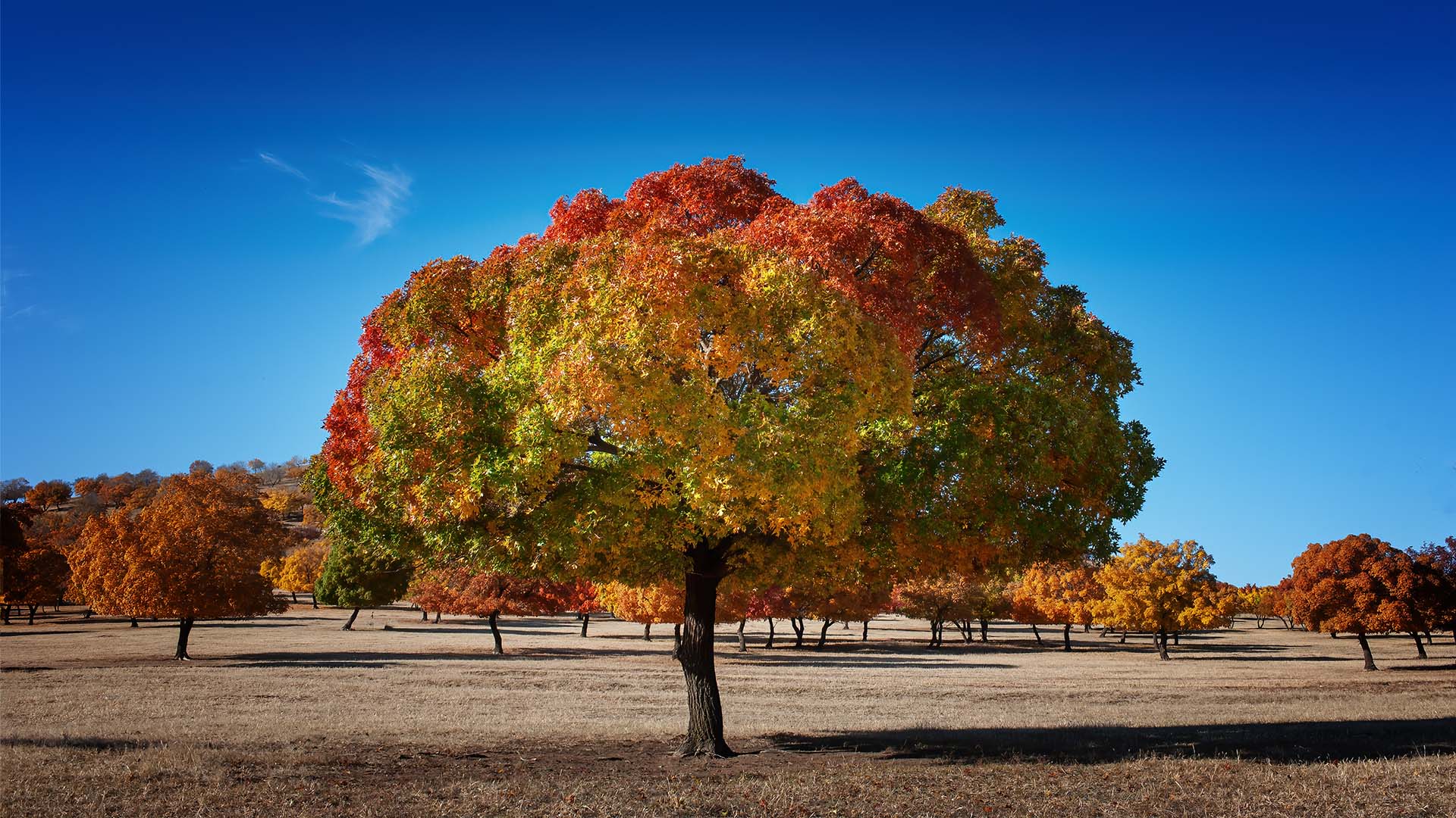 内蒙古兴安盟：秋赏五角枫_fororder_李立涛_作品名_秋染兴安枫叶红（3）_手机_13947589927_ID_4780310_06380146043-22030419130102