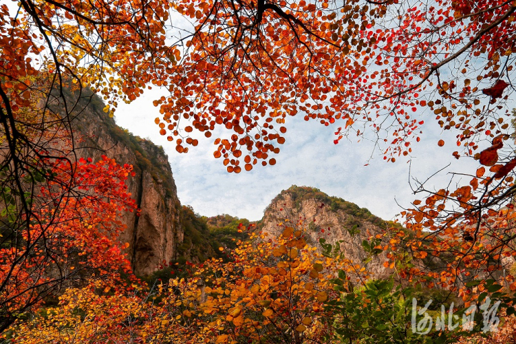 【中首】河北邢臺：雲夢山第八屆紅葉節開幕