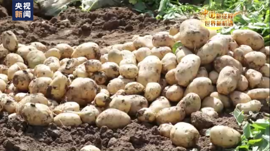 比利時農業專家：中國共産黨的領導力為國家發展保駕護航