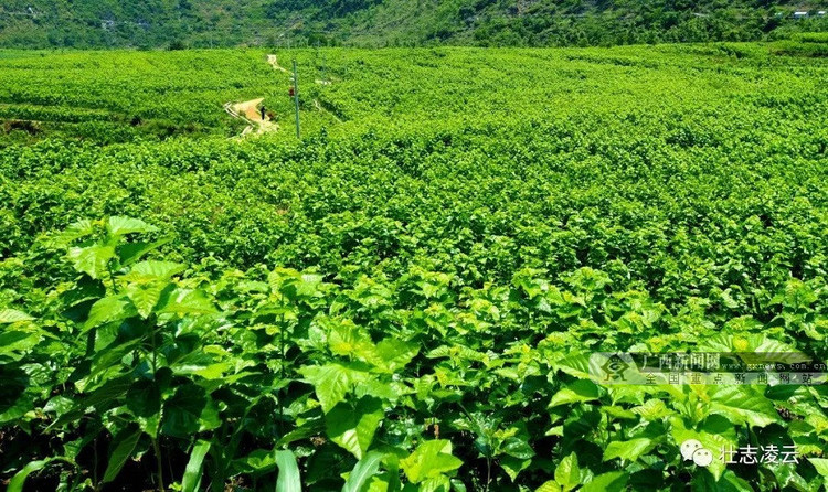廣西淩雲：從種紅薯玉米發展到特色養殖 山村換新顏