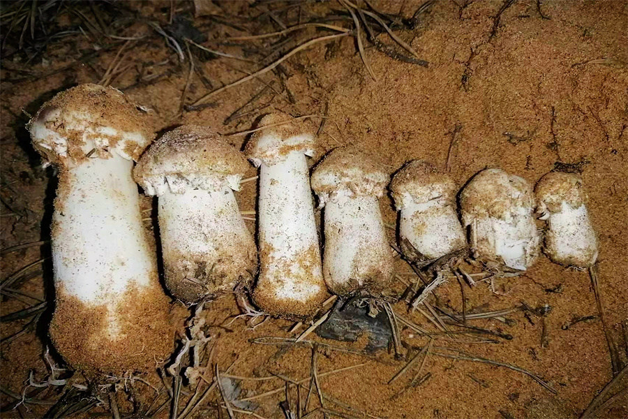 张应龙：用科技唤醒生态的自我生命力_fororder_图片8