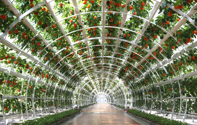 寿光市蔬菜高科技示范园：科技加持、蔬菜成景