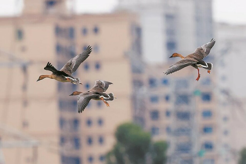 晉江首次發現“三有”保護鳥類豆雁_fororder_9c66d005-06e0-46a7-9c2b-6a5694d2cdf2