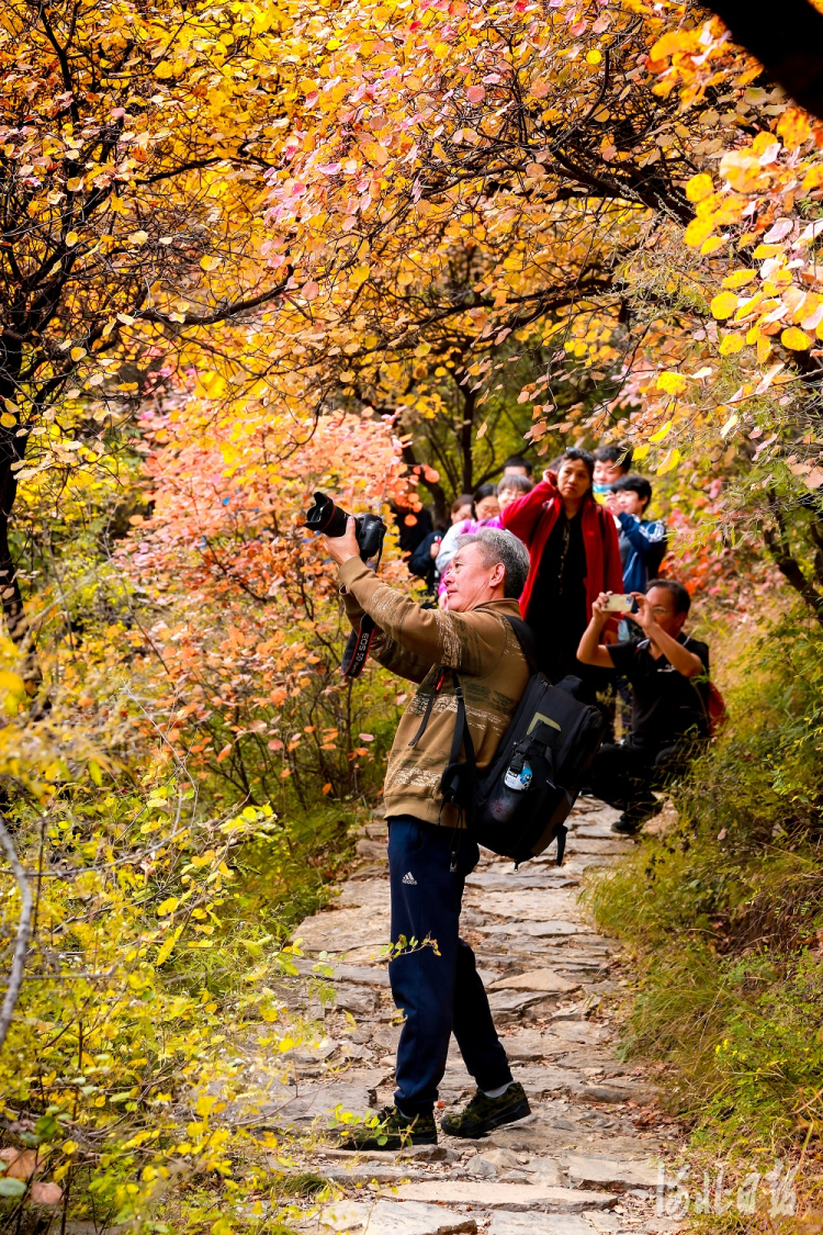 【中首】河北邢臺：雲夢山第八屆紅葉節開幕