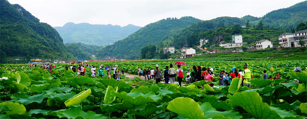 【安顺改革破题】一子落 全盘活 | 安顺市创新财政涉农资金投入组建SPV公司，掀起农业产业发展的热潮