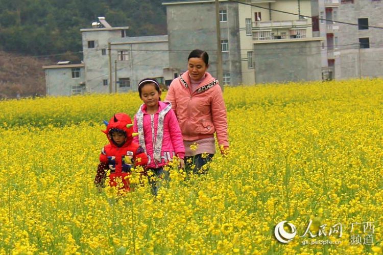 【焦点图】广西隆林油菜花开景色美