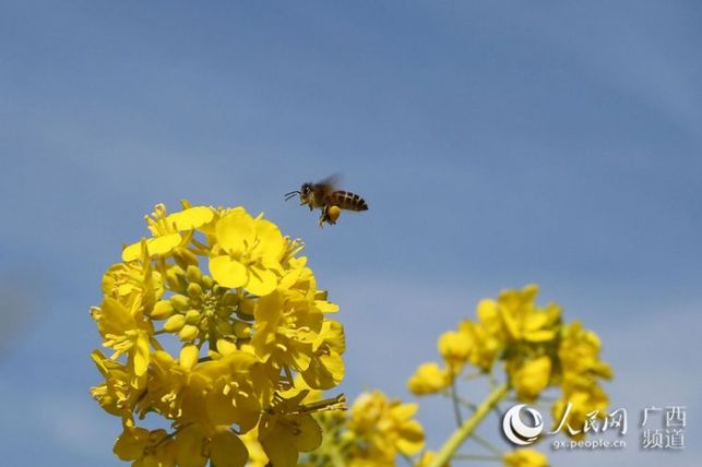 【焦點圖】廣西隆林油菜花開景色美