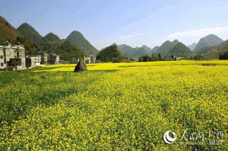 【焦点图】广西隆林油菜花开景色美