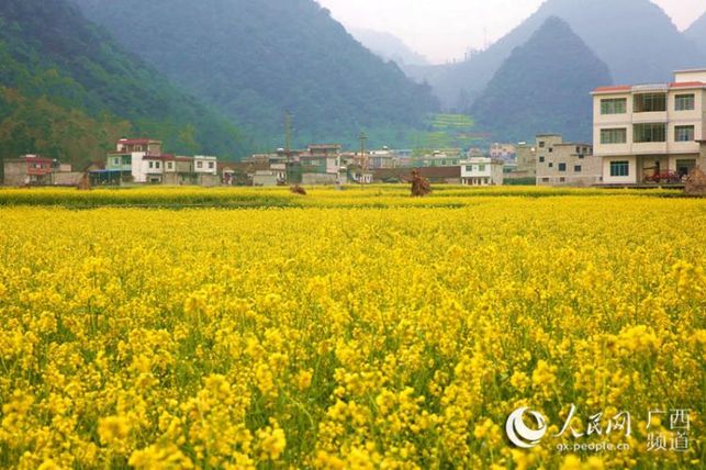 【焦點圖】廣西隆林油菜花開景色美