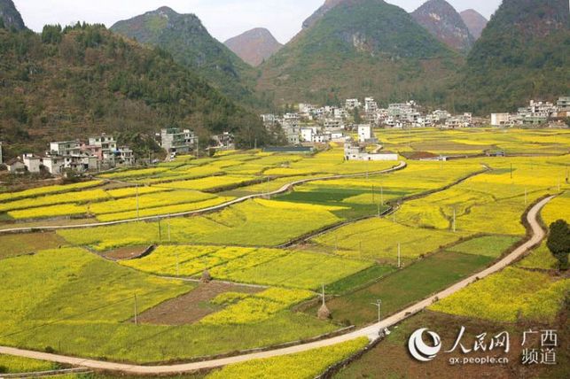 【焦點圖】廣西隆林油菜花開景色美