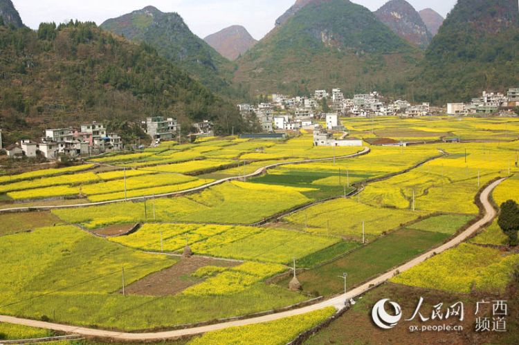 【焦点图】广西隆林油菜花开景色美