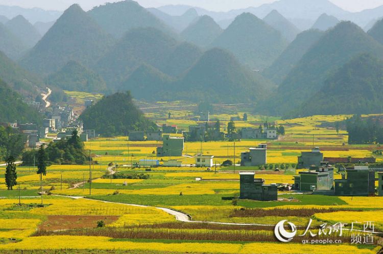 【焦点图】广西隆林油菜花开景色美