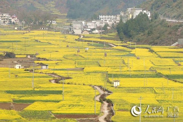 【焦点图】广西隆林油菜花开景色美