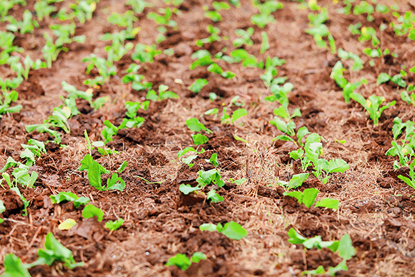 自贡贡井区：秋种正当时 徐家村大头菜“种植”乡村振兴美好愿景_fororder_4移栽的大头菜秧苗