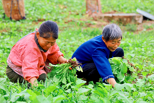 自贡贡井区：秋种正当时 徐家村大头菜“种植”乡村振兴美好愿景_fororder_3村民移栽大头菜现场