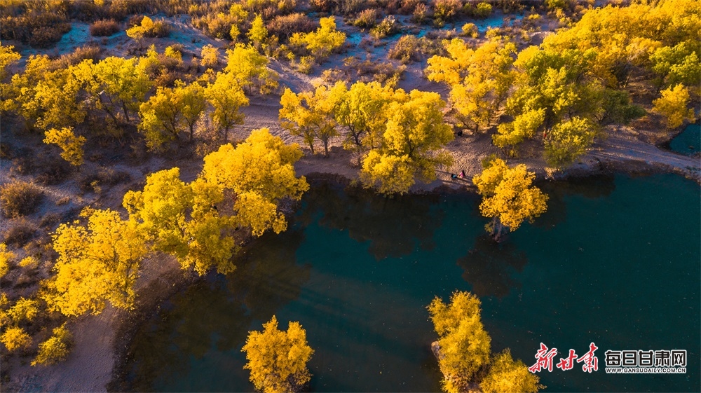敦煌：霜染胡楊葉燦黃 天藍雲白映芬芳_fororder_8