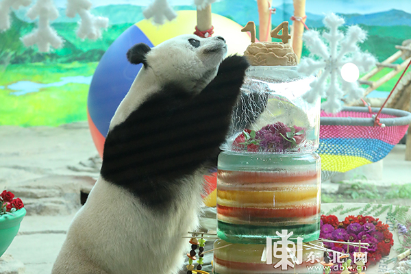 “网红”亚布力大熊猫cosplay秀：思嘉，14岁生日快乐！