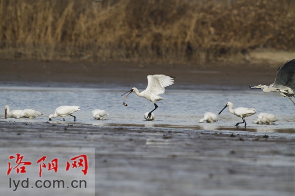 Luoyang's 49.7-Thousand-Hectare Wetlands to Enter the Best Season for Bird Watching_fororder_00300606227_48a02728