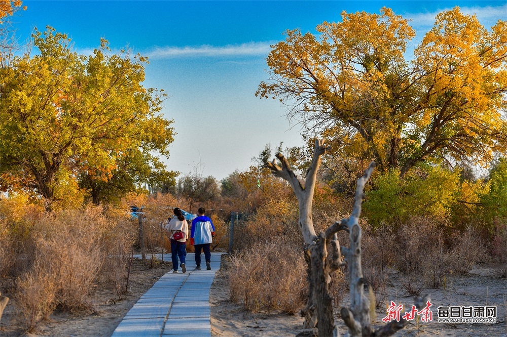 敦煌：霜染胡楊葉燦黃 天藍雲白映芬芳_fororder_3