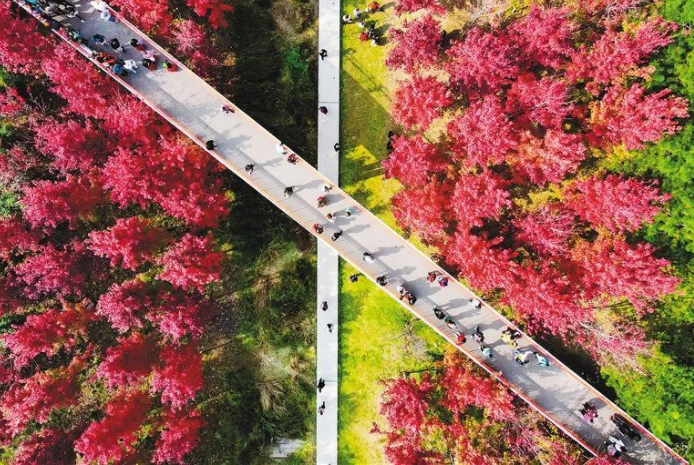 （轉載）長林楓葉丹 古城秋意濃_fororder_QQ圖片20221020085558