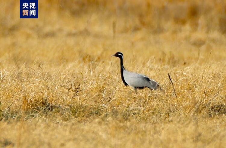 北京迎今秋候鸟迁徙高峰 官厅水库一天监测到2万只候鸟