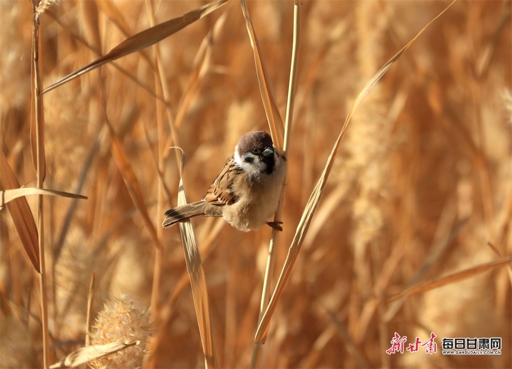 【大美甘肅】敦煌：秋色盡染鳴沙山 碧波盪漾月牙泉