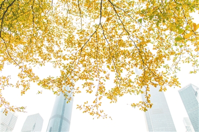 春风舞金叶 春风舞金叶