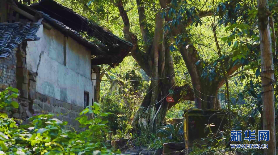 重庆：生态修复 荒地开“花”