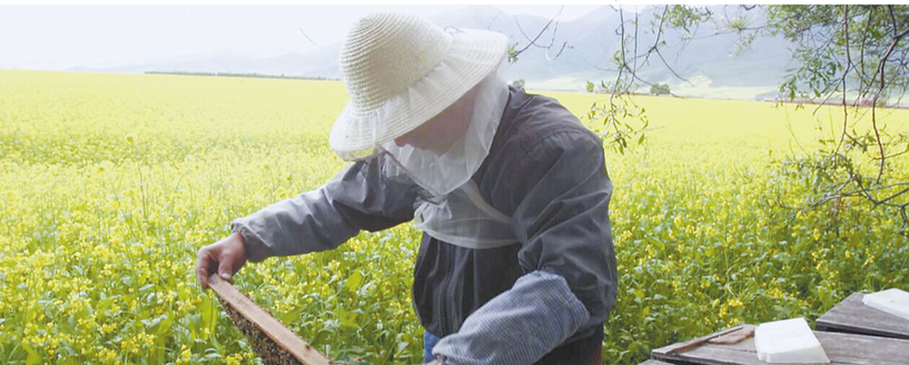 【焦点图】秦岭“土著”蜂 酿出舌尖上的甜蜜