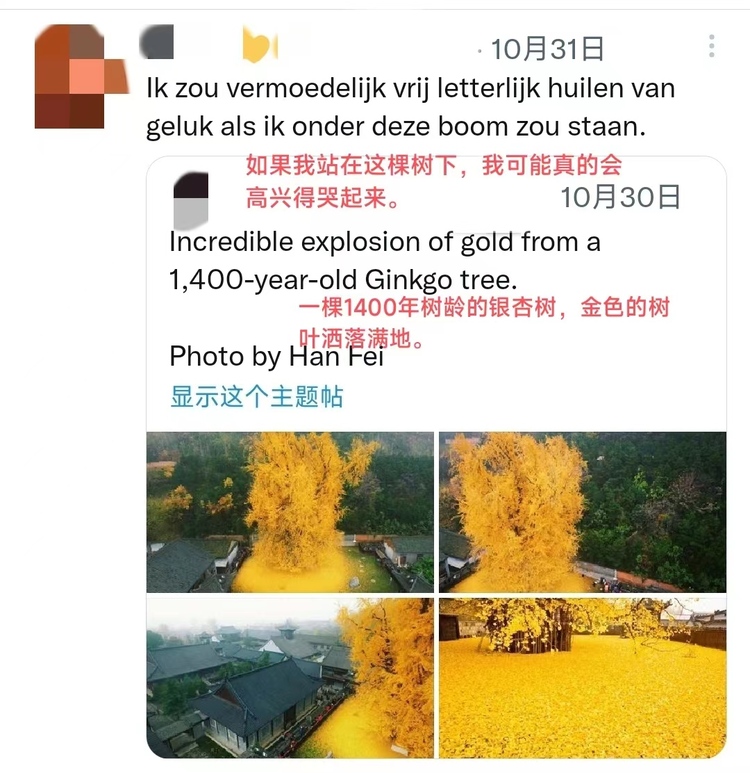 【陜耀國際·11期】陜西這顆銀杏樹又雙叒叕火了！外國網友：好想親眼看看_fororder_微信圖片_20221111102339