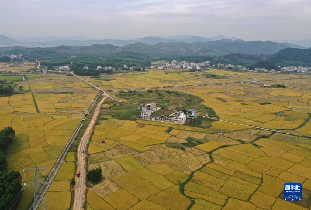 廣西南寧：豐收的田園