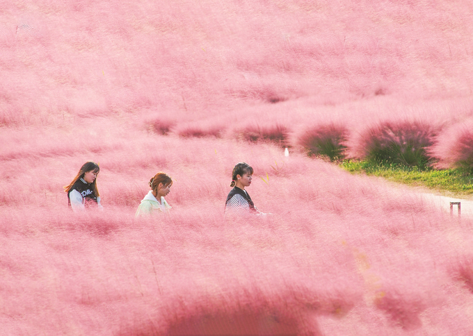 苏州：阳澄湖畔打卡“粉色浪漫”