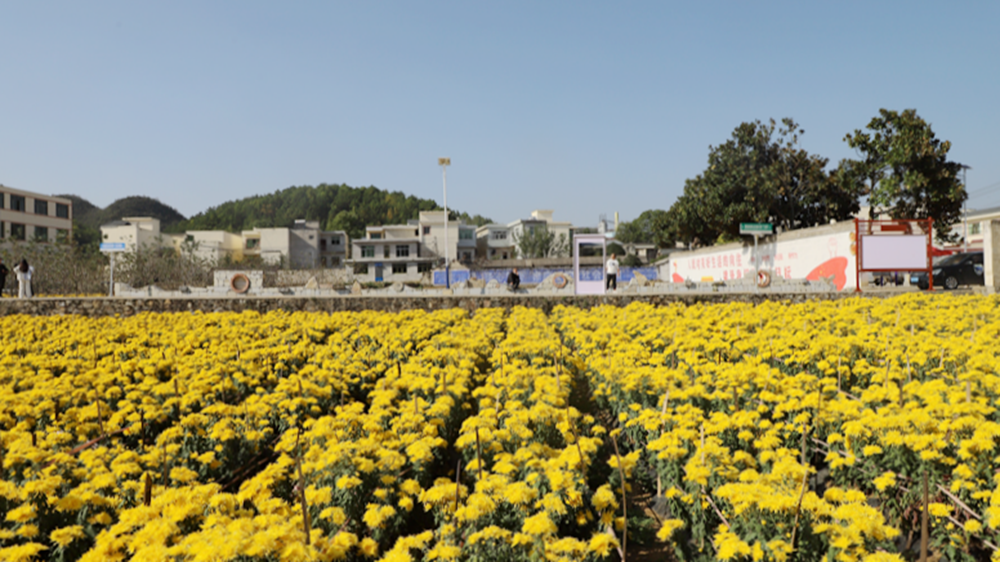 贵州修文洒坪镇：菊花好“丰”景 游客纷至沓来_fororder_修文2