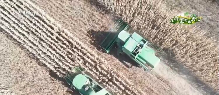 吉林公主岭玉米大豆迎丰收 一季双收提升产量效益