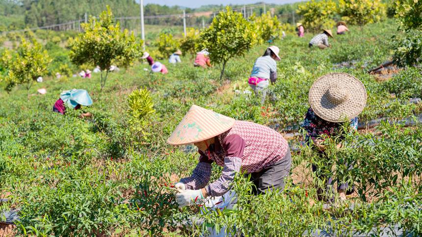广西桂平：金秋十月 正是辣椒“当红”时