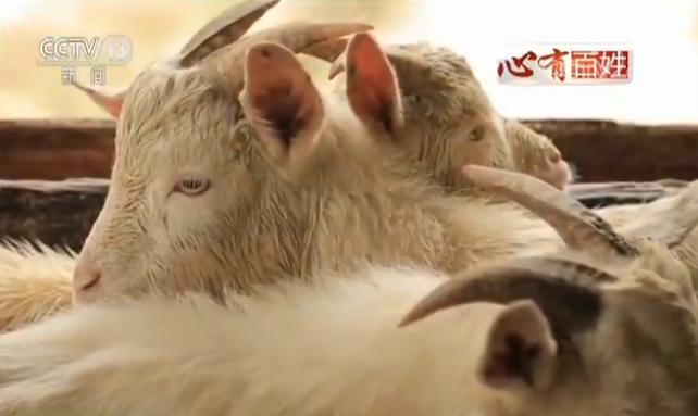 【新春走基層·心有百姓】貴州桐梓楠木壩組搬遷記 基層幹部解決百姓煩心事