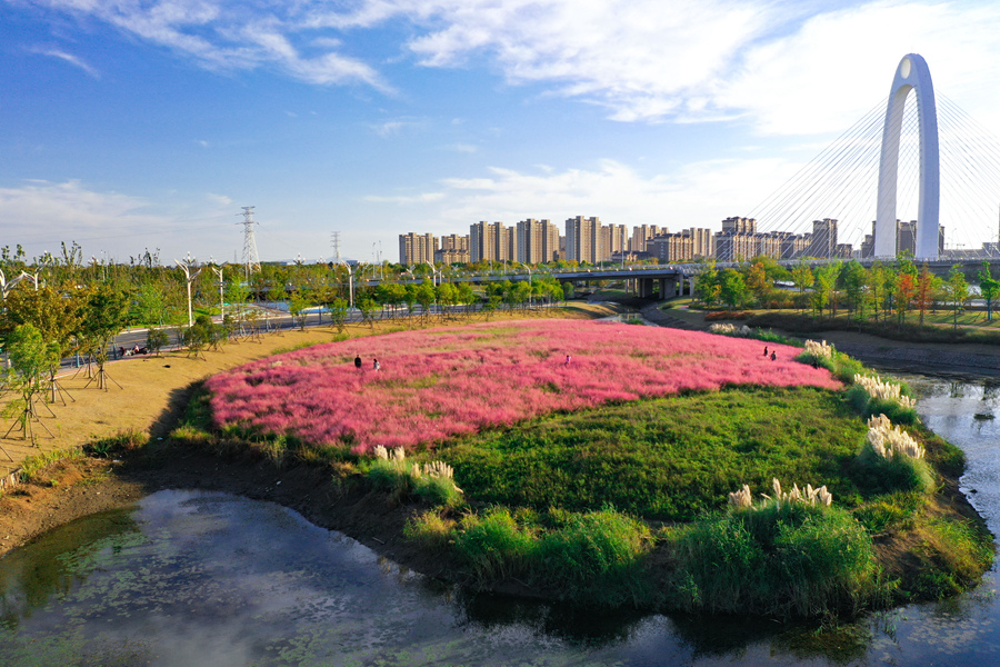 南京六合：粉黛“花海”迎客來