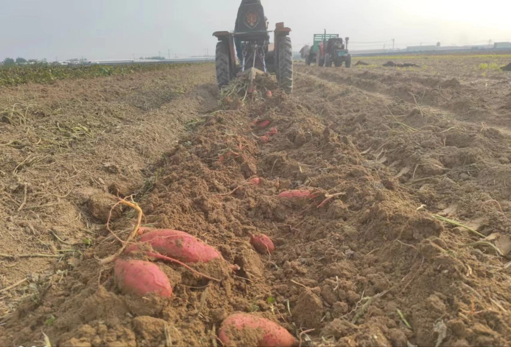 宝丰县：2000余亩富硒红薯喜获丰收 | 平顶山新闻网