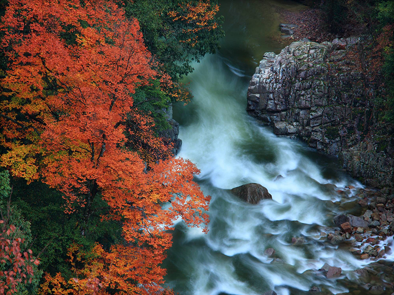 第二十屆四川光霧山國際紅葉節將於11月1日開幕_fororder_十八月潭景區—紅葉映溪流