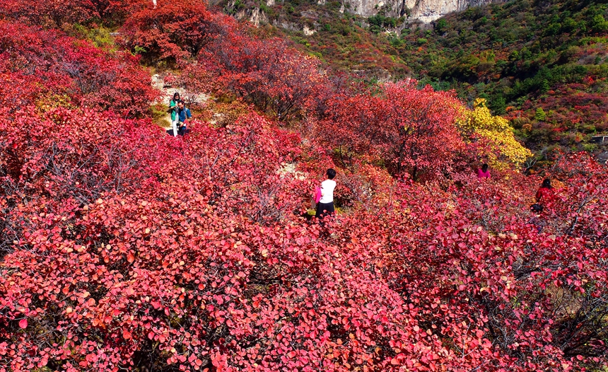 【中首圖】邯鄲涉縣：層林盡染秋韻濃 太行紅葉遍山崗