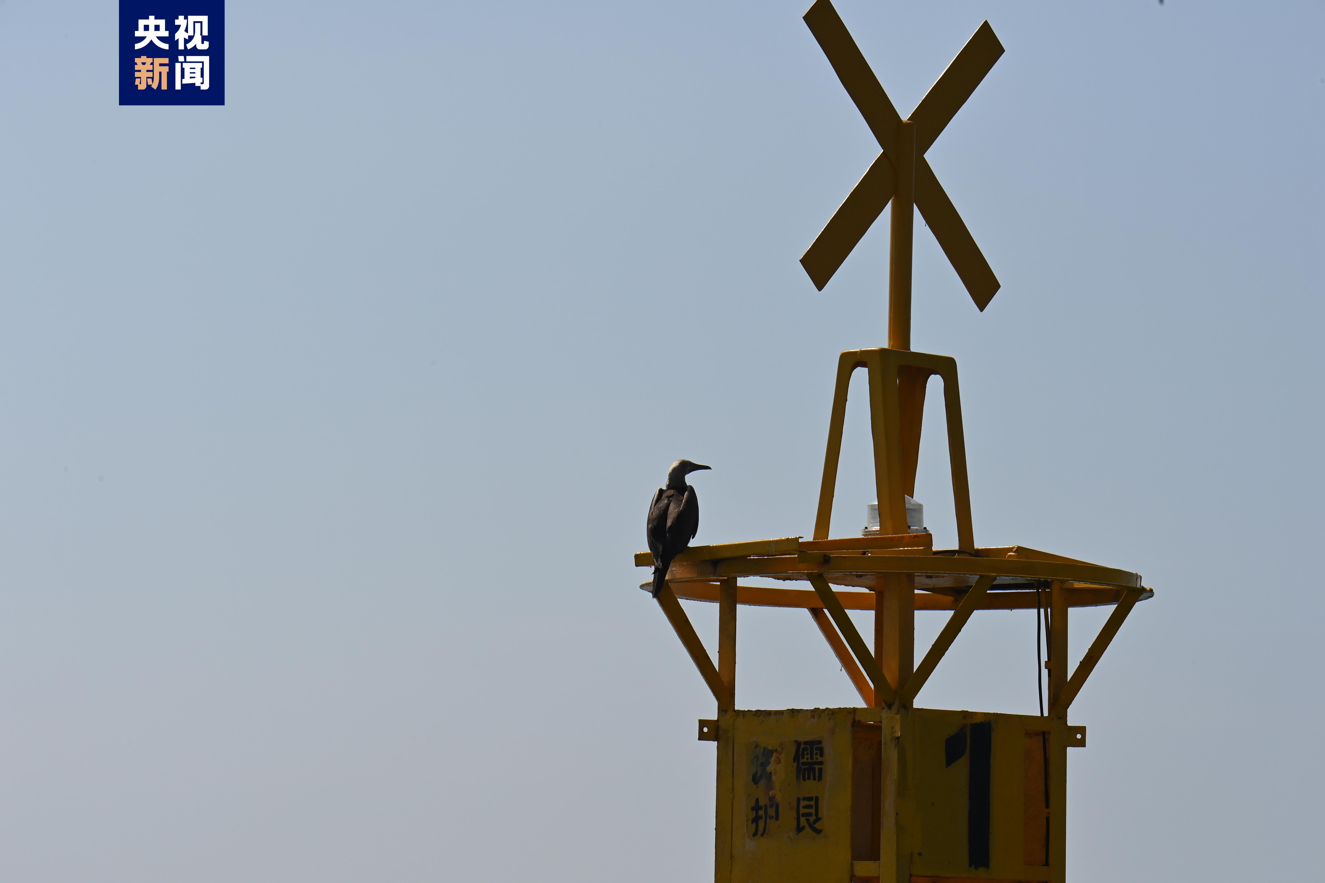 国家二级重点保护野生动物红脚鲣鸟“首现”广西北海