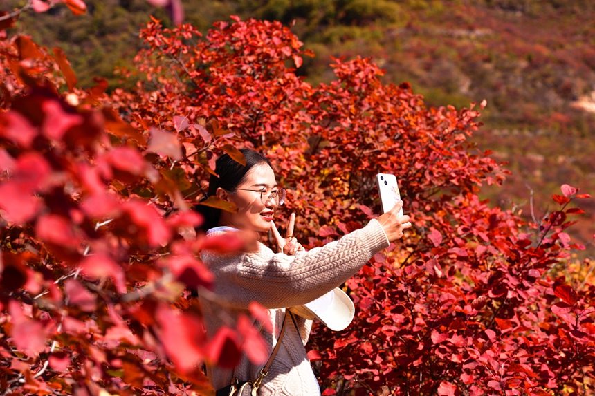 【中首圖】邯鄲涉縣：層林盡染秋韻濃 太行紅葉遍山崗