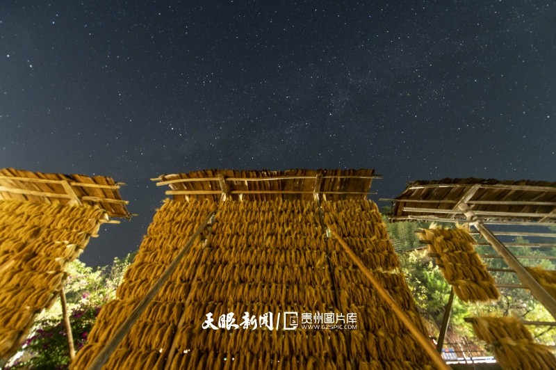 黔东南从江：星夜伴禾晾