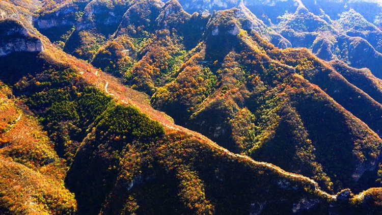 【中首图】邯郸涉县：层林尽染秋韵浓 太行红叶遍山岗