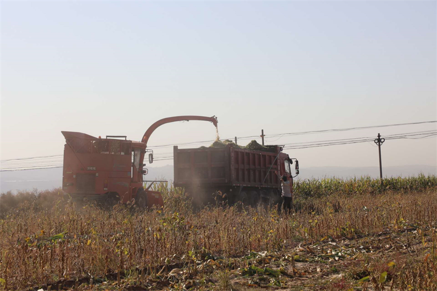 榆林市府谷县黄甫镇段寨村：机械化收割助力秋收“加速度”_fororder_微信图片_20221019101456