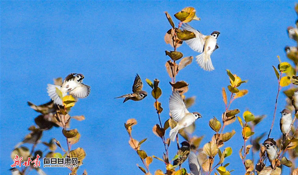 【轮播】敦煌党河湿地候鸟翔集风景美