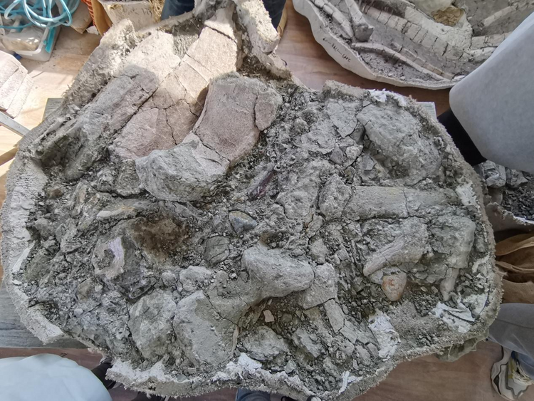 圖片默認標題_fororder_2022年發現的延吉恐龍化石 攝影 王曉彤