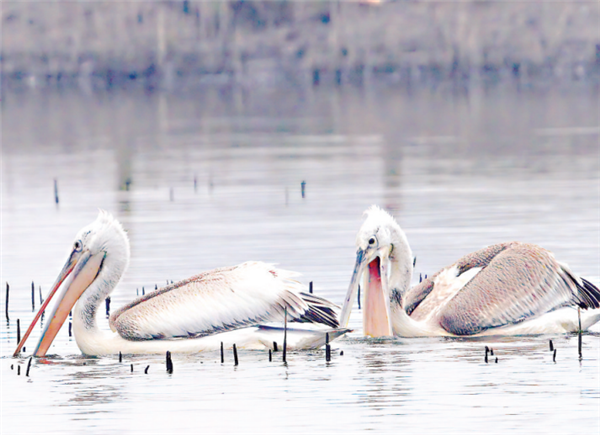 我国最大鸟儿连续两年来汉“报到”_fororder_01