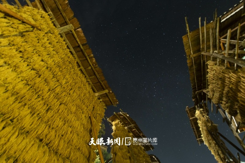黔东南从江：星夜伴禾晾