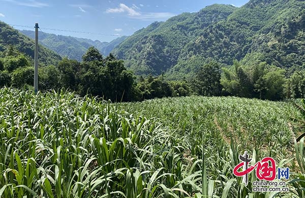 （转载）泸州合江：唤醒“撂荒地” 绘就乡村振兴美景